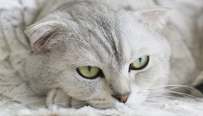 中国大市场成为世界大机遇