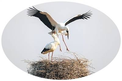 中国鸟类保护成果显著