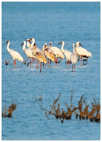 中国鸟类保护成果显著