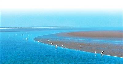 中国鸟类保护成果显著