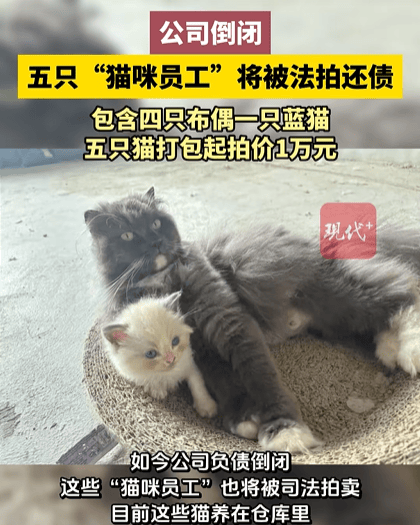 福建一公司负债倒闭,5只“猫咪员工”将被法拍还债,打包起拍价1万元,知情人回应