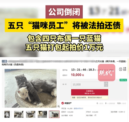 福建一公司负债倒闭,5只“猫咪员工”将被法拍还债,打包起拍价1万元,知情人回应