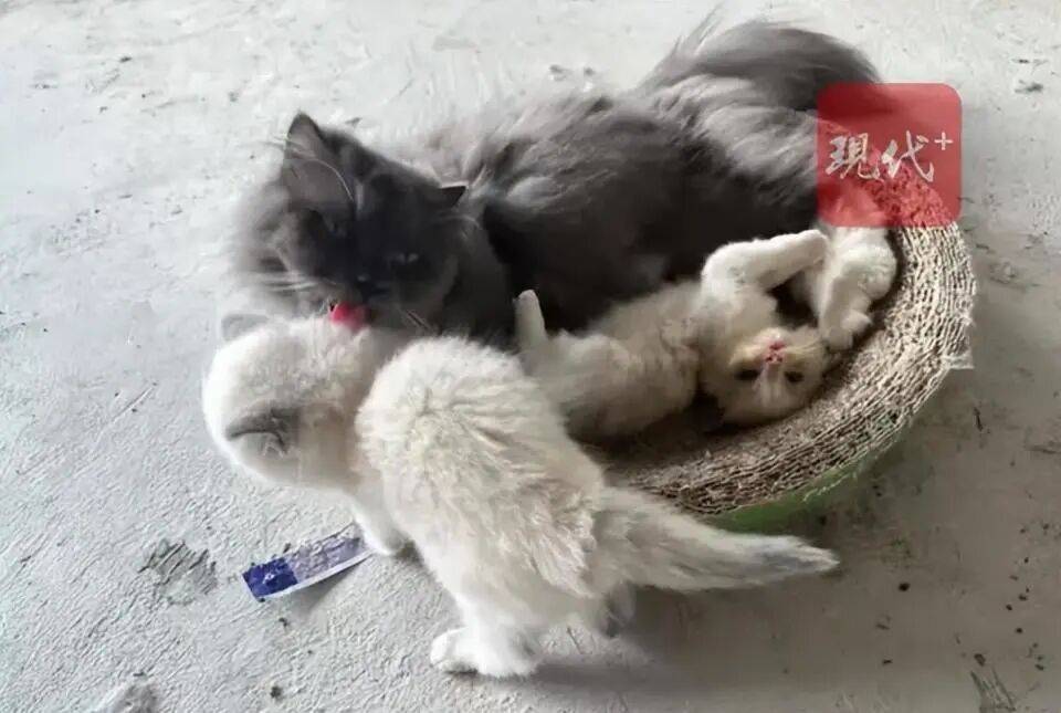 福建一公司负债倒闭,5只“猫咪员工”将被法拍还债,打包起拍价1万元,知情人回应